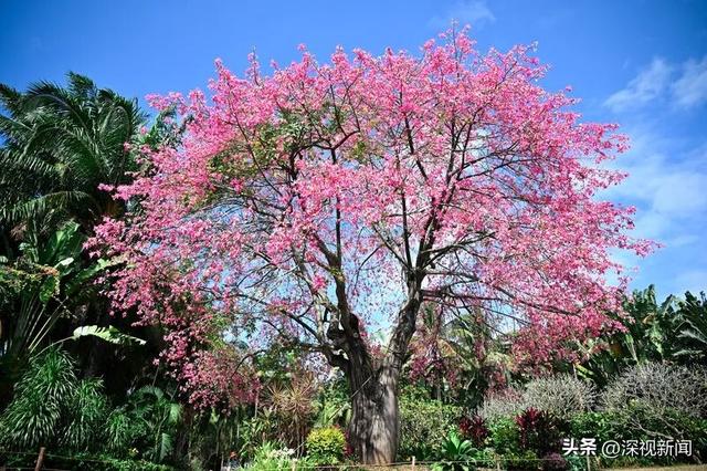 深圳限定浪漫！周末快来赴一场粉色花海盛宴