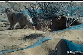 兔狲再现张掖北部荒漠区图片