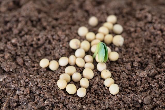 老话“春节冷不冷，就看大雪”	，啥意思？今年春节期间会很冷吗？