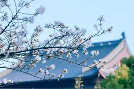 推荐苏州赏花线路，我们是专业的图片