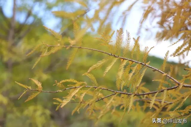 看完你的 看你的,坪山这片格桑花海承包你的秋日治愈感!