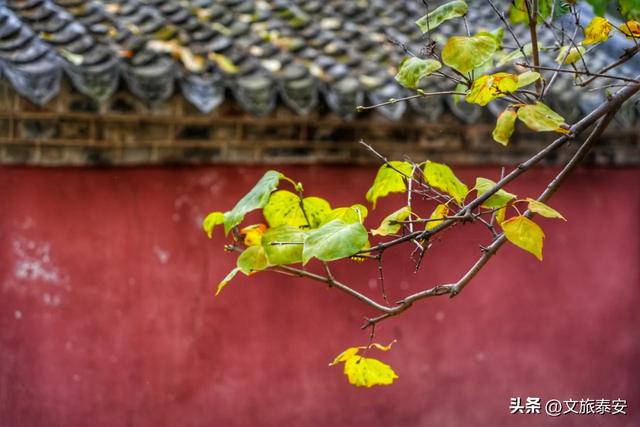 腊梅把庙堂镀成 “流动金” ！暗香浮动的王母池承包一整个冬日浪漫~