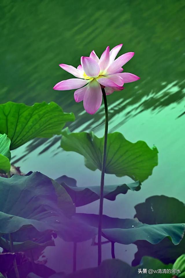 荷花是夏季里最曼妙的风景