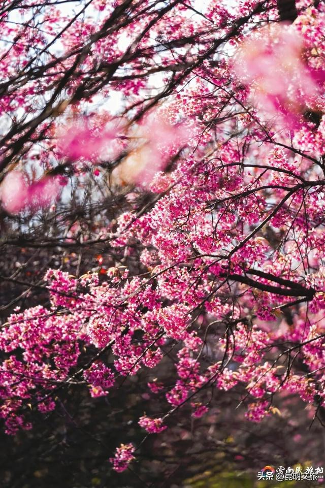 云南民族村，花都开好了！就等你来啦~