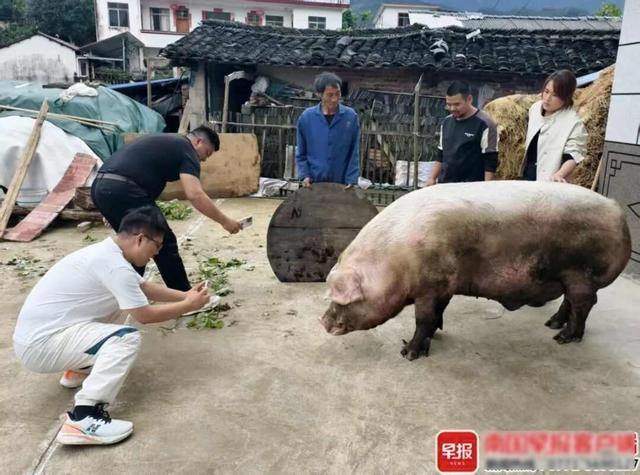 广西一头千斤“猪王”卖了上万元！客商：第一次见这么大的生态猪