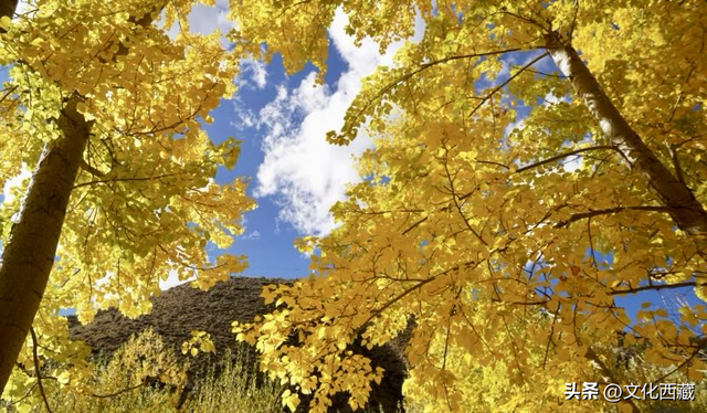 治愈到犯规！西藏这座小城5种 “会呼吸” 的颜色，抚平所有不安焦虑