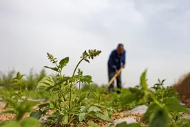 锐评|量子赋能庄稼？截断伪科学“下乡”之路图片