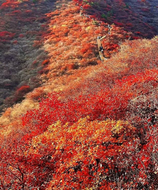 北京香山红叶