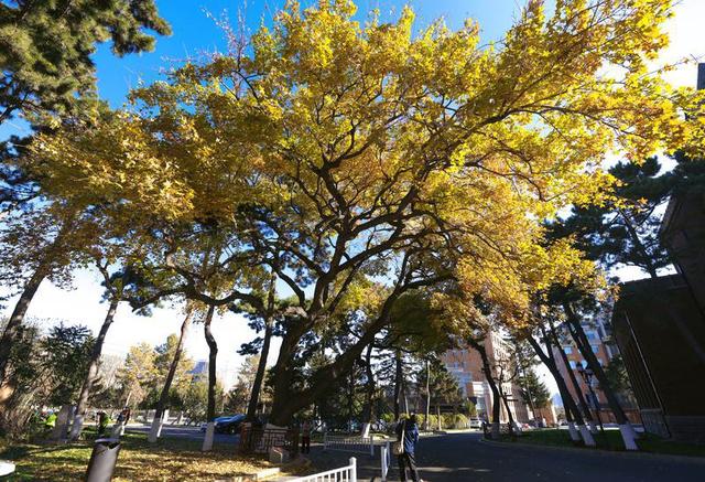 百年鎏金一树秋 | 在松苑咖啡馆，与长春最诗意的五角枫隔窗对望