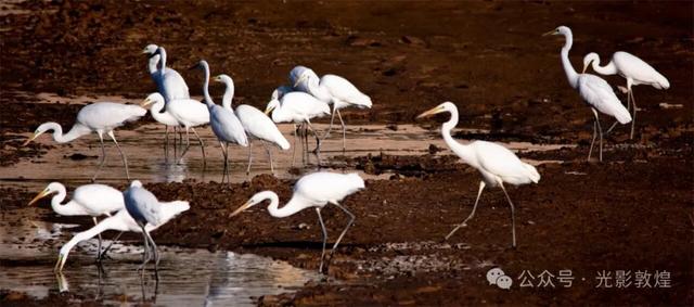 金秋时节:敦煌党河风情线上白鹭翩跹