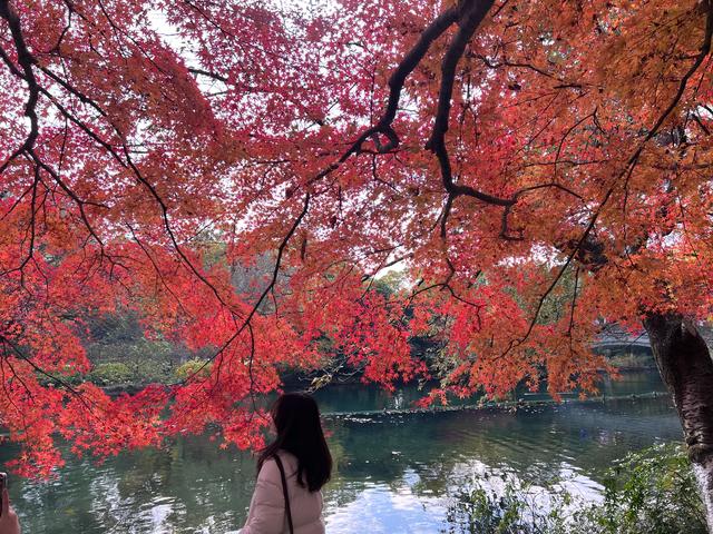 如花如画，每年一见的杭州红叶季到了，错过再等一年。