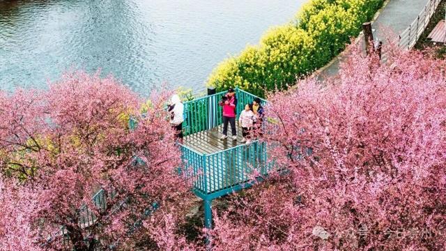 冬游看花，崇州寻梅攻略来啦！