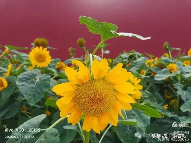 北京景山公园向日葵花海,夏日盛景| 申艳娟