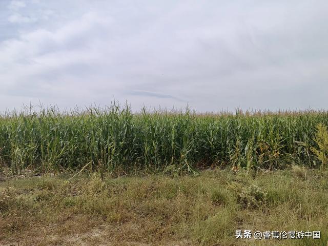 寻找谷力脑包