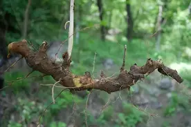 穿山龙，通茎之力，助男子怒发冲天！图片