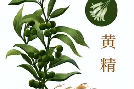 称为仙人余粮的黄精，它的功效和禁忌你知道吗？今天一次讲清楚图片