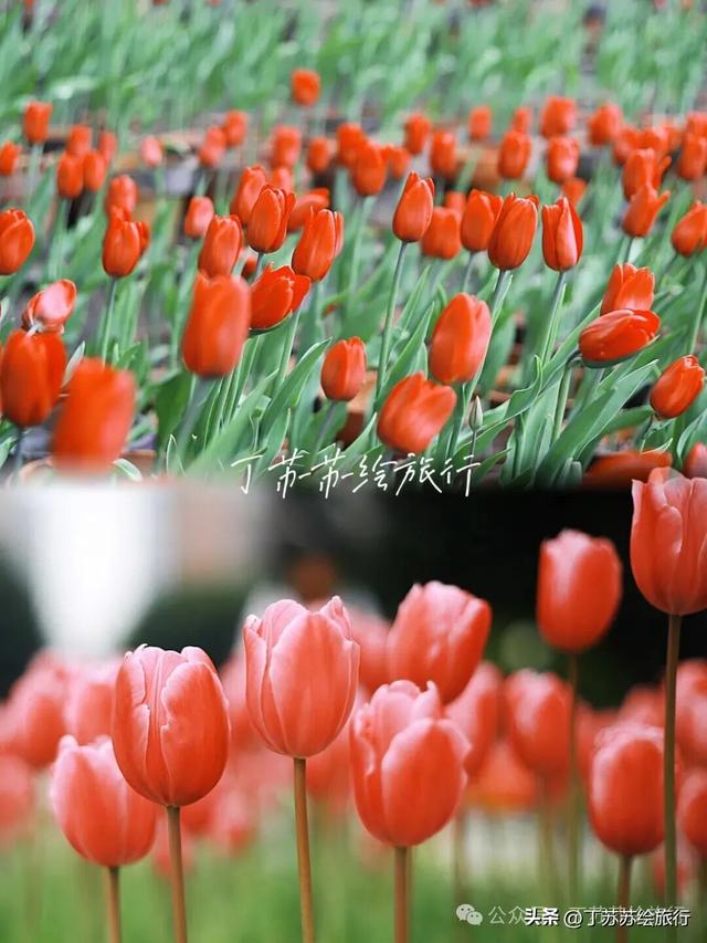 福州4号线换乘王，后段开通27个景点浪起来‼️地铁游玩手绘地图