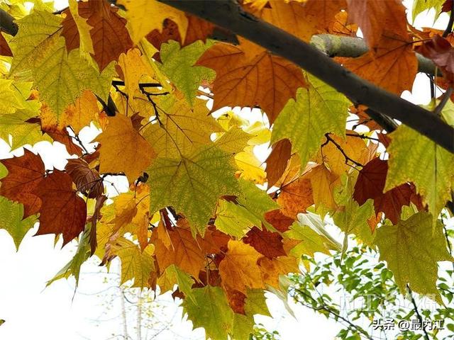 初冬限定美景！内江栖霞路梧桐刷屏