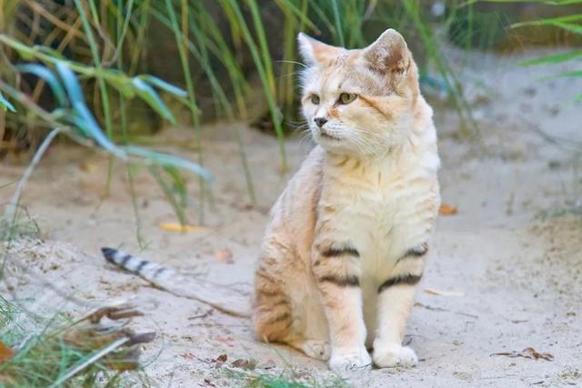 全世界100个宠物猫品种大赏！