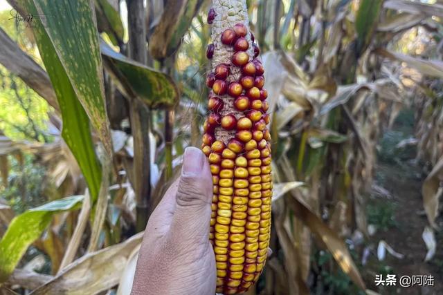 在泸沽湖畔掰玉米,体验大凉山彝族人的农村生活,辛苦并快乐着