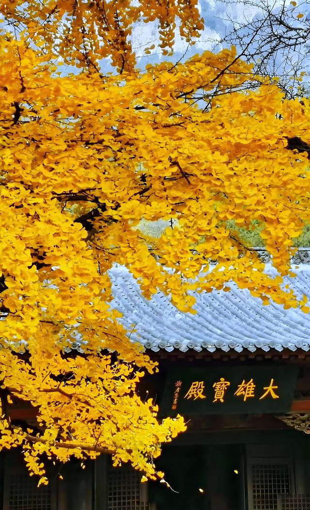 留着打卡！寺庙与千年古杏更配，每一张都是大片！