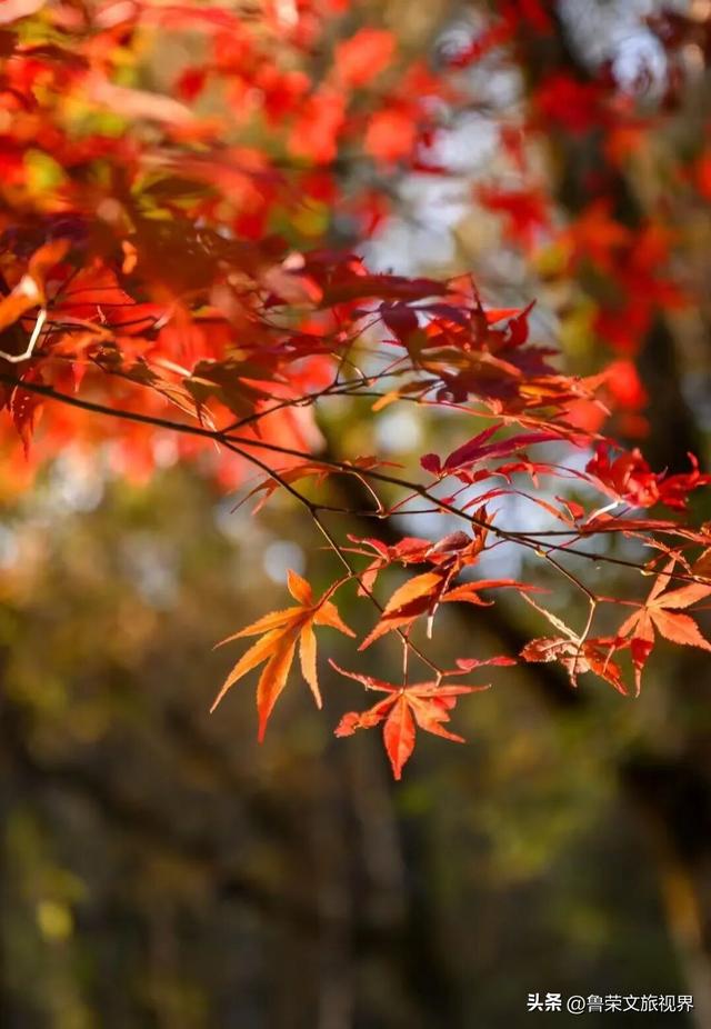 穿越米仓红枫，探秘巴山大峡谷：秦巴山脉里的秋日秘境与千年巴韵