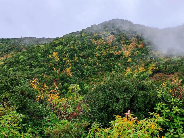 凉山金阳：彩林秘境初冬上线 层林尽染惊艳时光