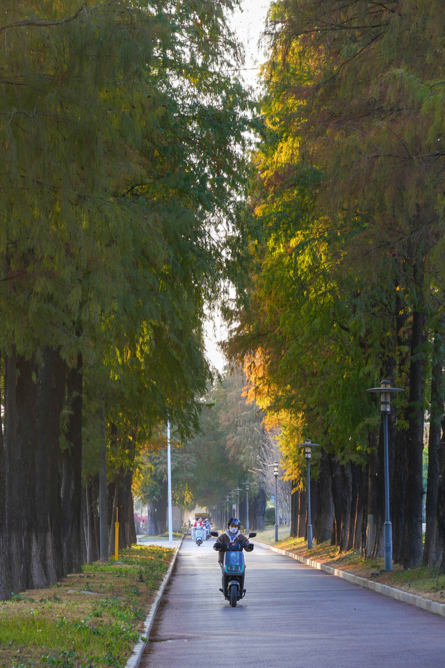 图集 | 顺德落羽杉悄然“换装”，等你来打卡“秋天的味道”