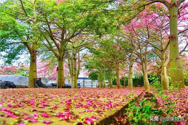 一场寒雨，卡玛缤纷花世界木棉长廊落红无数，就差一个林黛玉