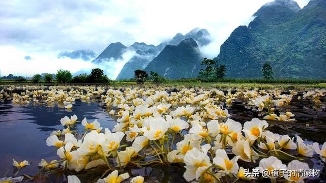 七十响礼炮震彻都安，千层岭间漫卷乡愁：七秩辉煌，你我共见