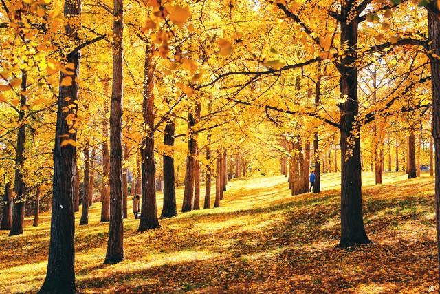 藏不住了！赣州这5处银杏秘境，惊艳了整个赣南秋天