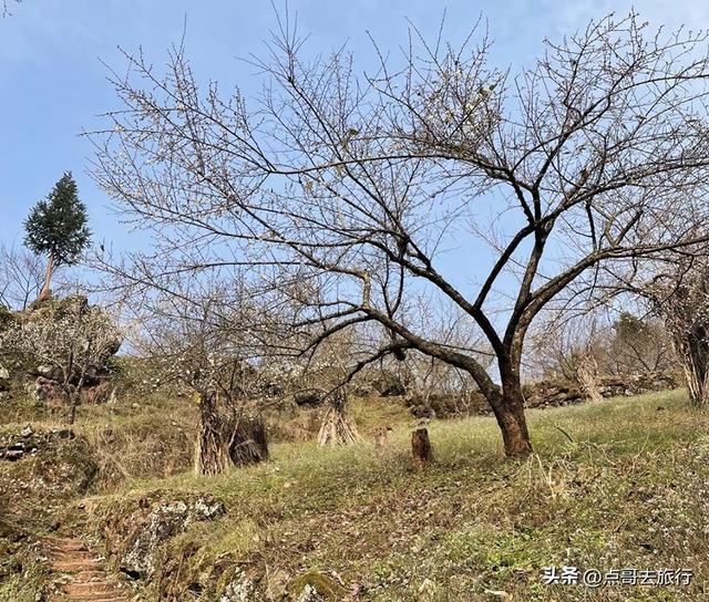 成都3000亩梅林开花了，被称为成都“小林芝”，非常震撼，免费！
