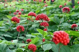 揭秘三七粉的正确吃法：你是温水还是开水冲服？看完就明白了图片