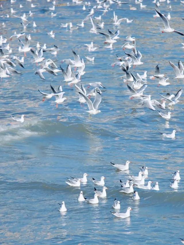 山东变身“候鸟天堂”，点击Get冬日限定浪漫