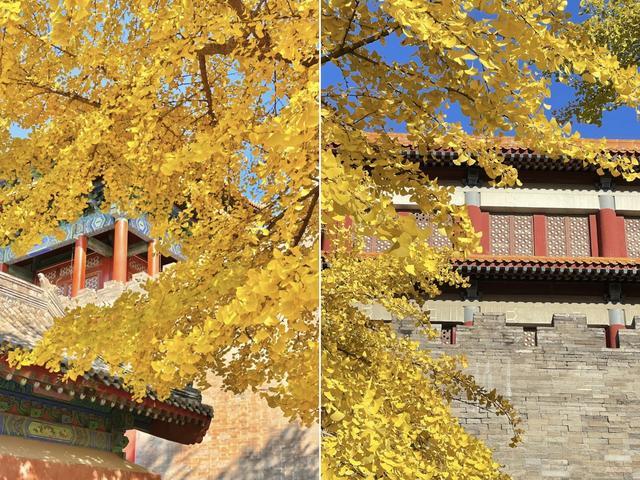 人间满目皆清欢，唯有银杏不负，秋金灿灿的银杏叶	，金灿灿的海洋