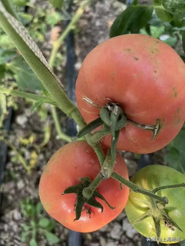 来复兴岛当一天快乐“岛民”