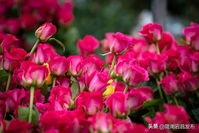 【寻迹甘肃 向往之旅】希望新城 向新而生