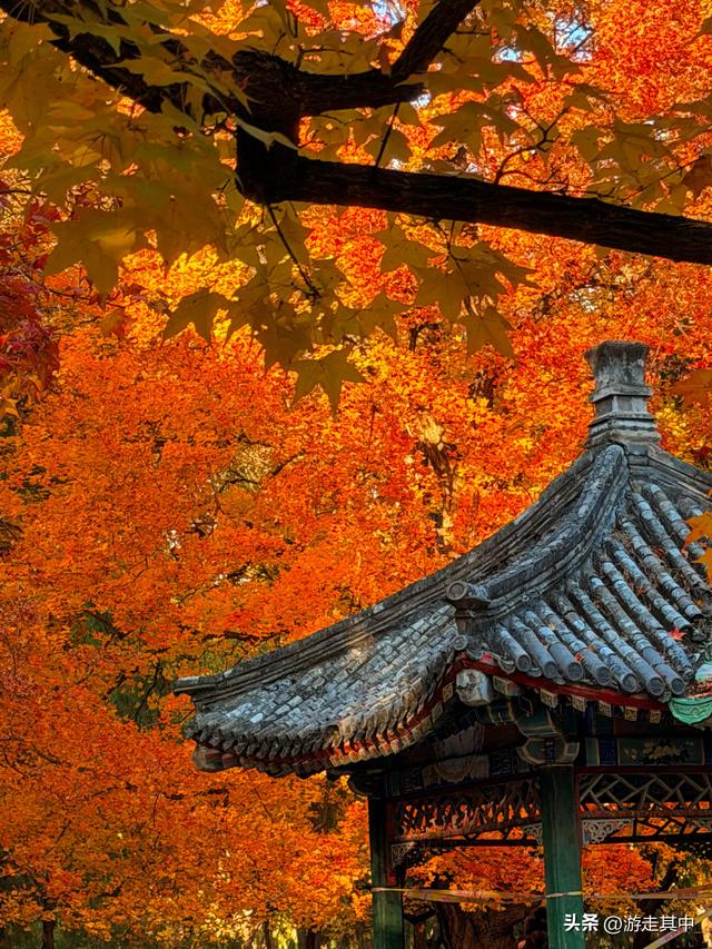 11月9日实拍！没人说地坛红叶这么好看啊…