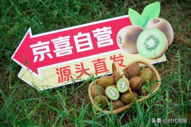 陕西猕猴桃开采：全国最大规模 京东京喜包销千万斤 同品质价格比其他平台便宜15%