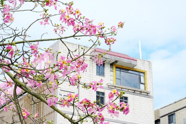 一路一花开，四季如诗“里”