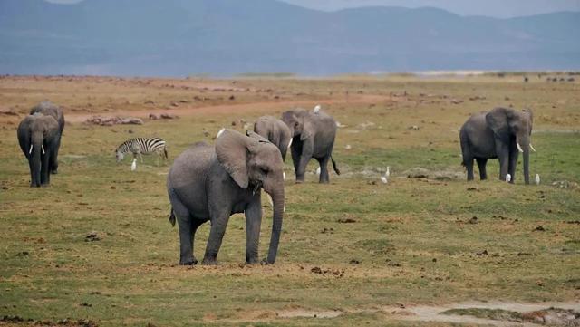 花5万远赴非洲追狮，一场属于中产的精神自救