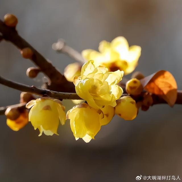 济南第一波蜡梅开了！这些赏梅地，赶紧冲！