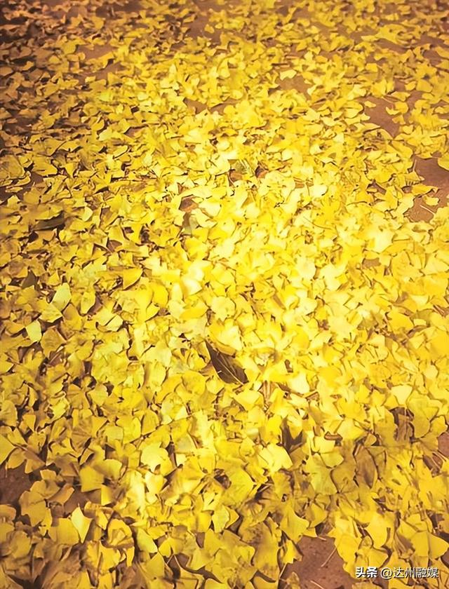 听，达州的银杏在落诗~