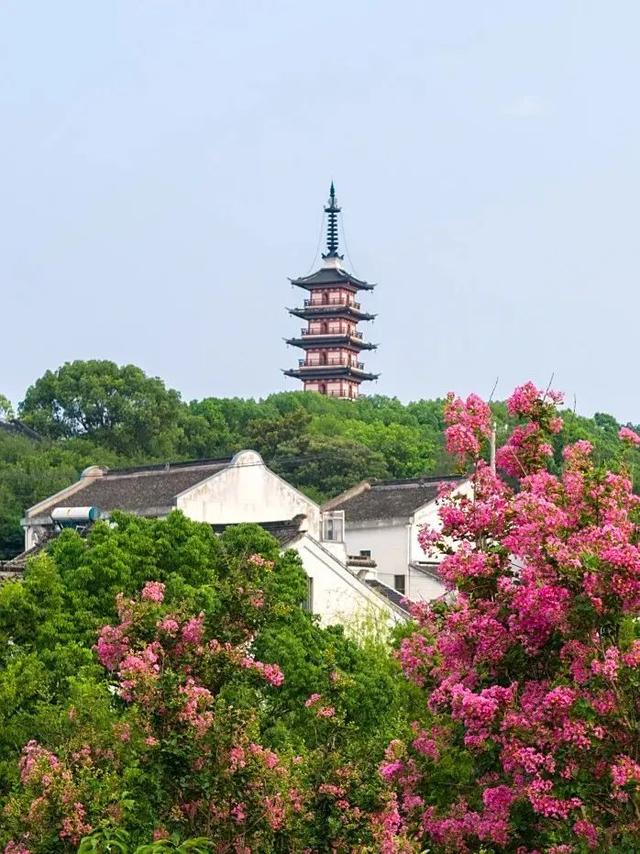 吴中这片小众花海！全开了！