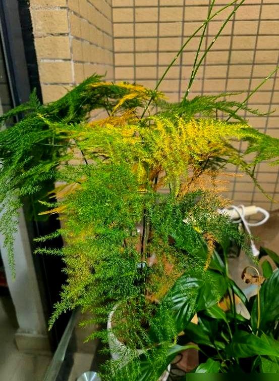 “阴花不能进阳宅	”，家里若有这5种花。请赶紧“搬出去”！