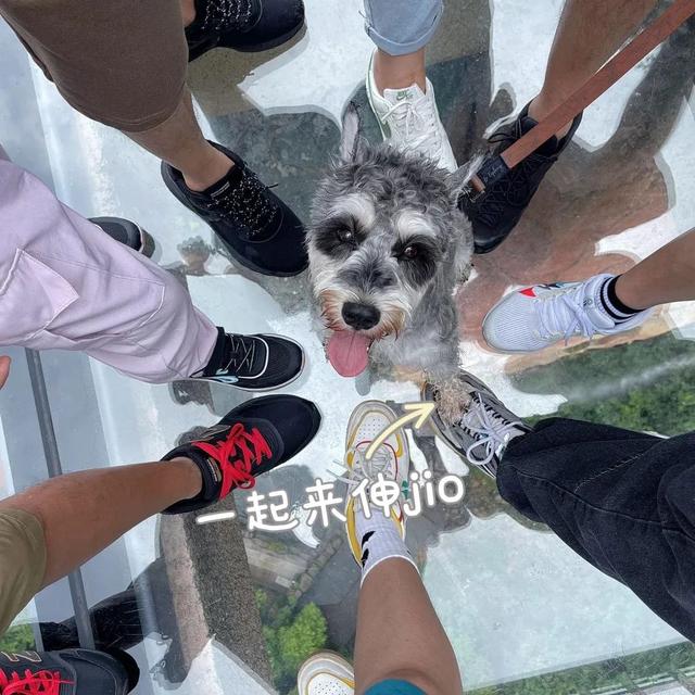 在韶关，带毛孩子去哪“浪”？这份宠物友好地图请收藏，撒欢不踩雷~