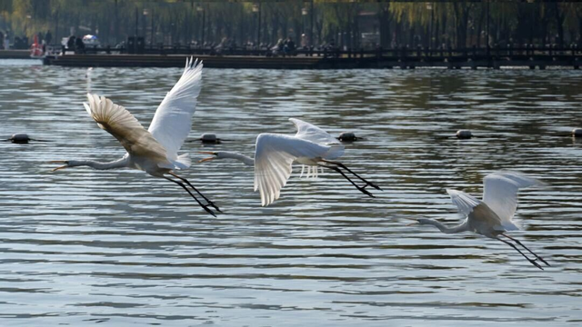 观鸟季来啦！在西安赴一场与候鸟的约会
