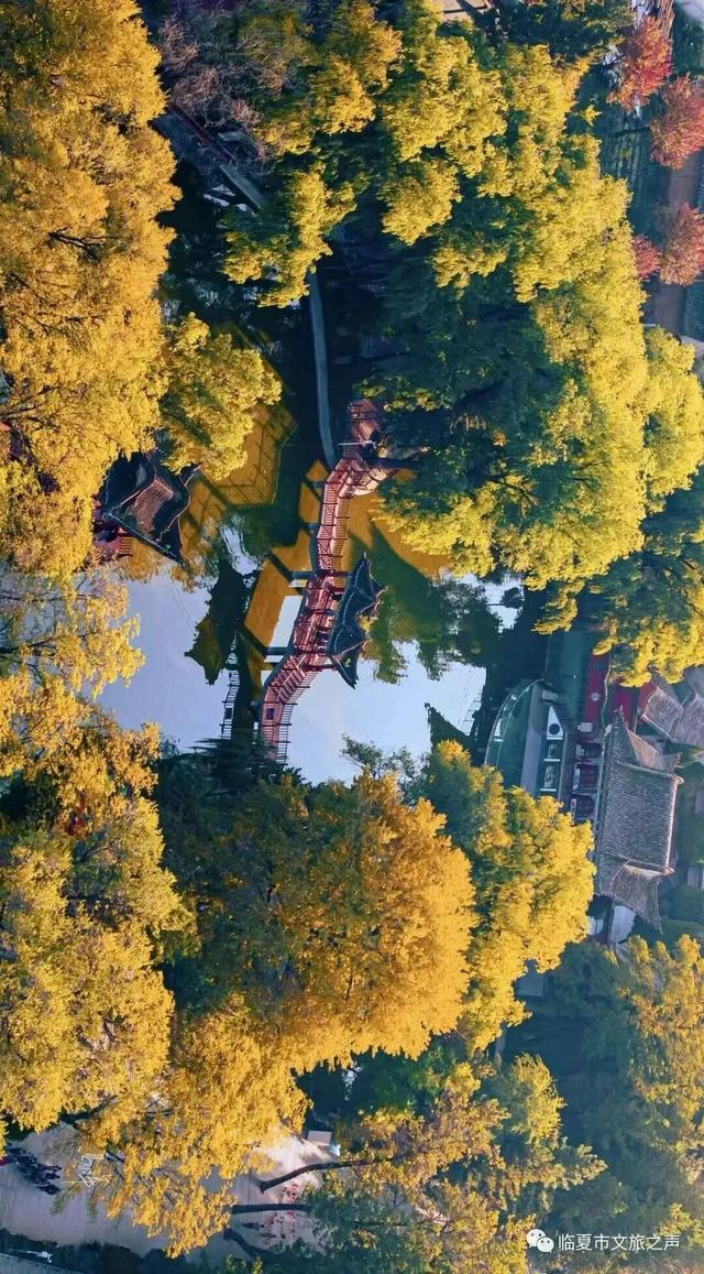 临夏的秋天，是一场金色的仪式