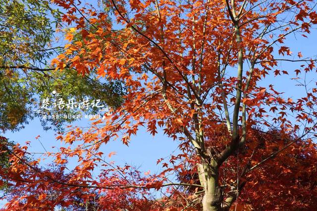 浙江宁波发现一条新的红枫古道，沿途风景犹如油画，拍照太出片
