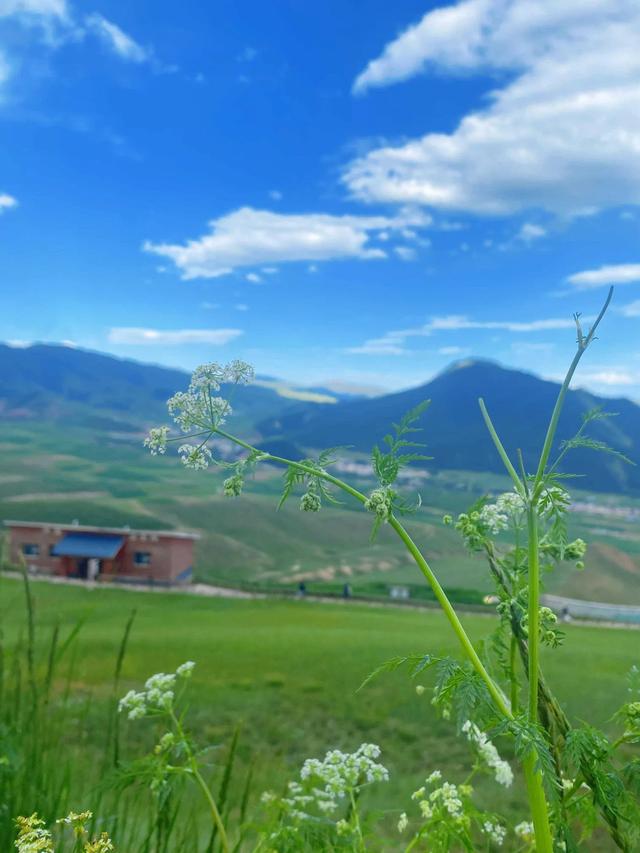 青海祁连草原：90%游客踩过这4个坑，有人白花1800，现在看还不晚